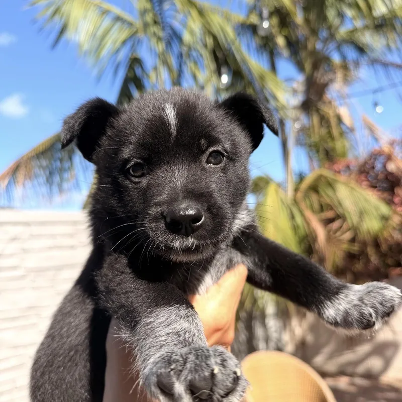 A baby medium-sized male Black Australian Cattle Dog / Blue Heeler dog named Irwin for adoption in San Diego, CA