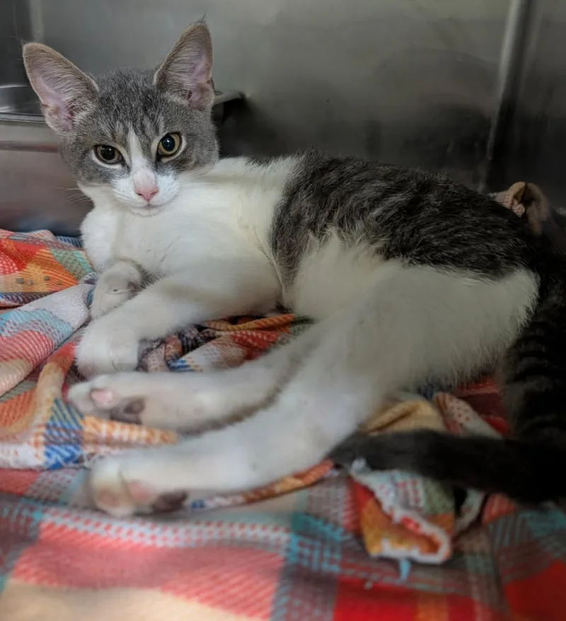 A baby medium-sized male Tabby (Gray / Blue / Silver) Tabby cat named Roseland for adoption in Marietta, OH
