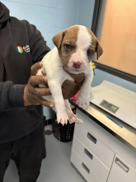 A baby small-sized male Pit Bull Terrier dog named Ic for adoption in Lawrenceville, GA