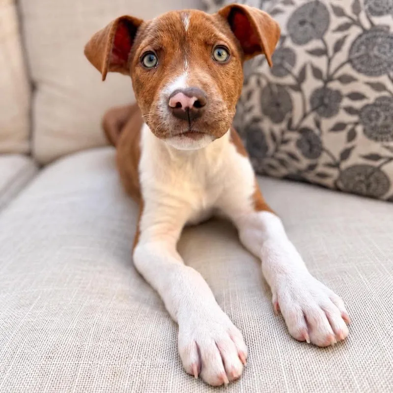 A baby small-sized male Brown / Chocolate Mixed Breed dog named Willy for adoption in Buffalo, MN
