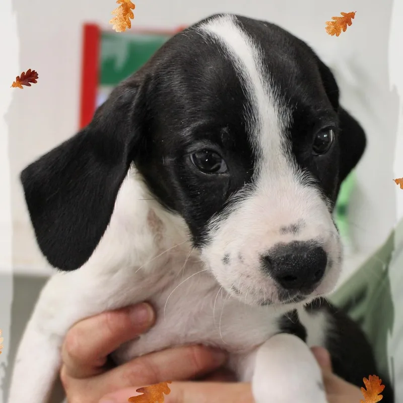 A baby medium-sized male White / Cream Mixed Breed dog named Mickey for adoption in Amelia, OH