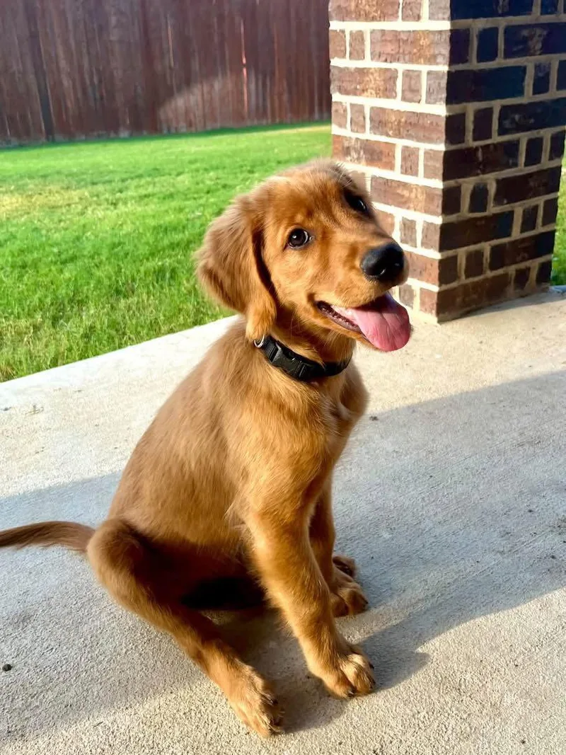 A baby large-sized male Golden Retriever dog named Skipper for adoption in Fort Worth, TX