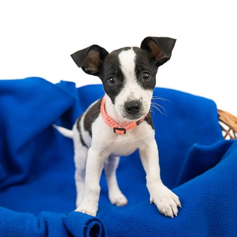 A baby small-sized male White / Cream Chihuahua dog named Ty "Pookie" Jackson D for adoption in Princeton, MN