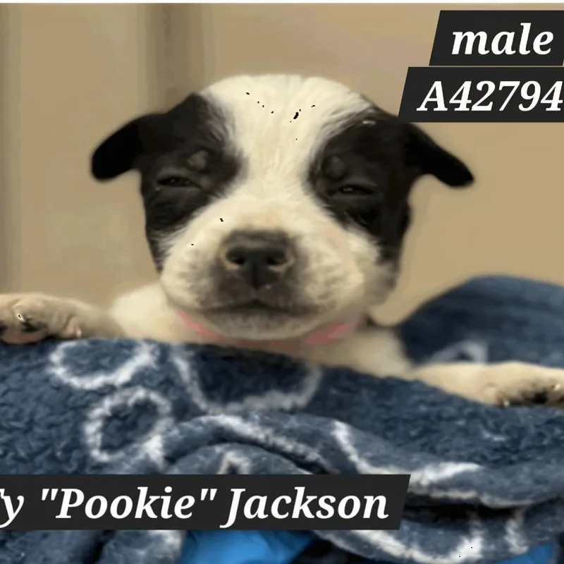 Ty "Pookie" Jackson D thumbnail 5