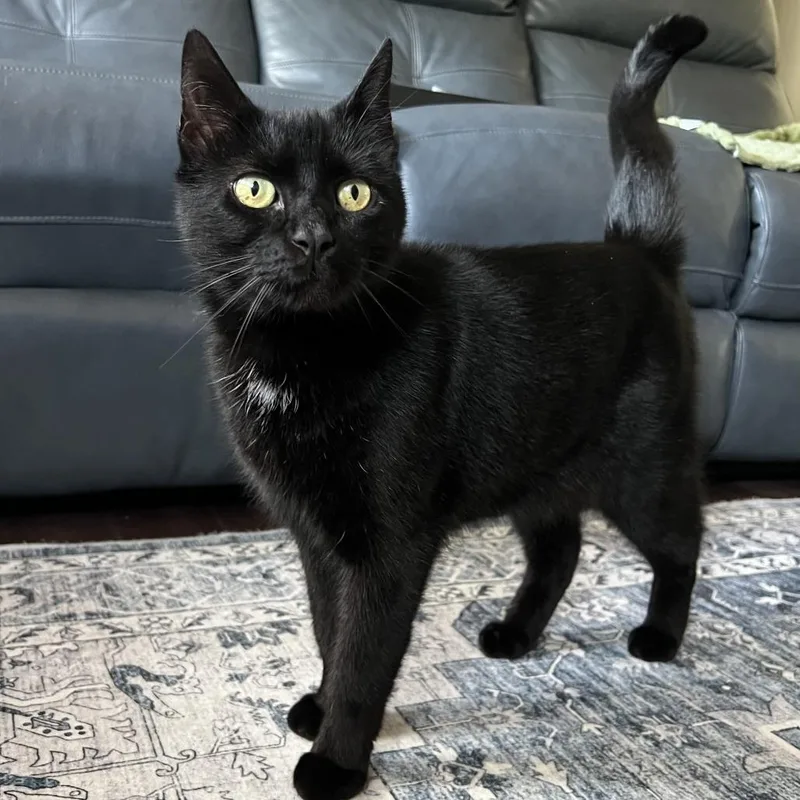 An adult large-sized male Black Domestic Short Hair cat named Primo for adoption in Jupiter, FL