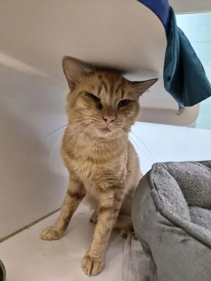 An adult small-sized male Domestic Short Hair cat named Pewdiepie for adoption in Vero Beach, FL