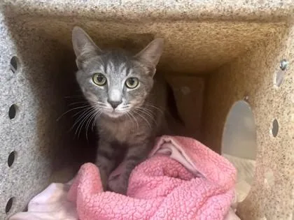 A young small-sized male Domestic Short Hair cat named Cassava for adoption in Roseville, CA