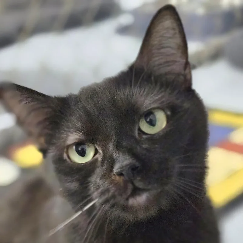 An adult small-sized male Black Domestic Short Hair cat named Alfalfa for adoption in Lexington, SC