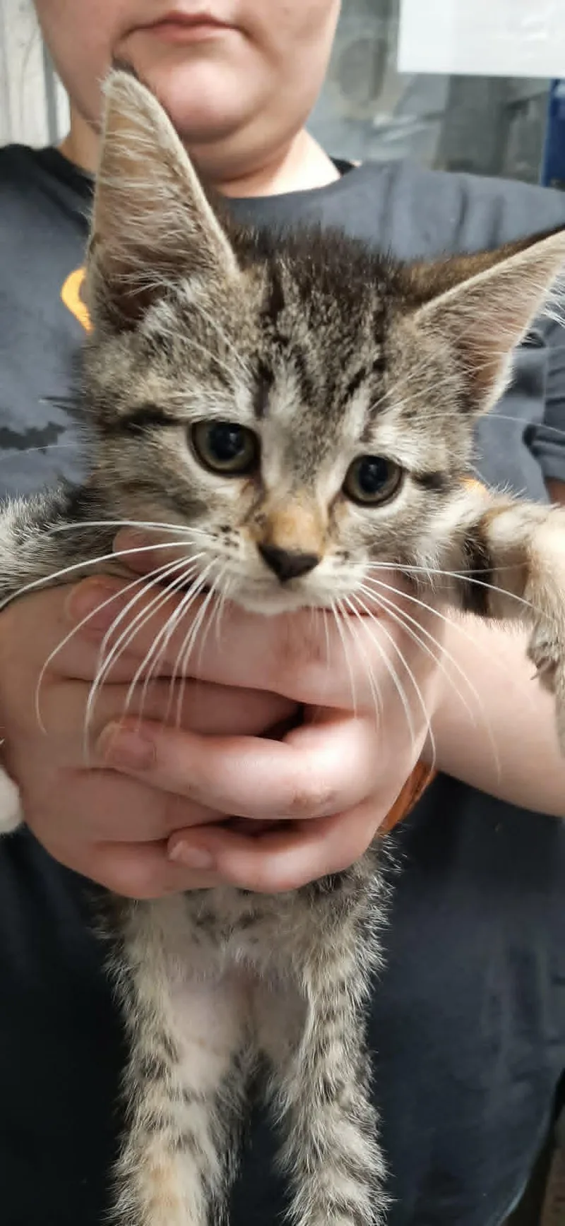 A baby medium-sized female Tabby (Brown / Chocolate) Domestic Short Hair cat named Penny for adoption in Georgetown, OH