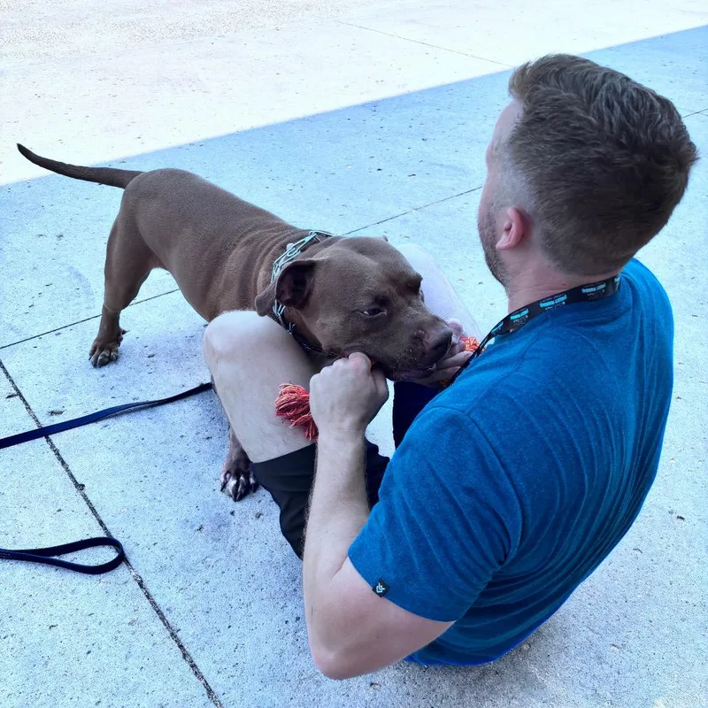 An adult large-sized female Brown / Chocolate Pit Bull Terrier dog named Jackie for adoption in Bismarck, ND