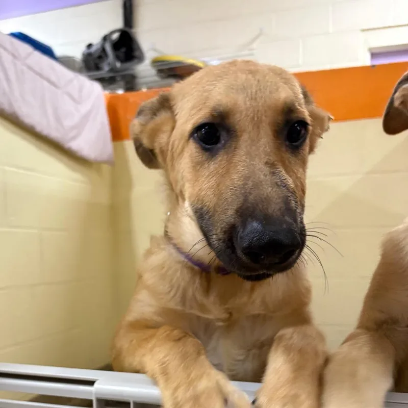 A baby medium-sized female Yellow / Tan / Blond / Fawn Mixed Breed dog named DeeDee for adoption in Pensacola, FL