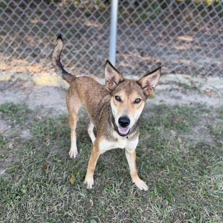 A young medium-sized female Brown / Chocolate Carolina Dog dog named City Girl for adoption in Carencro, LA
