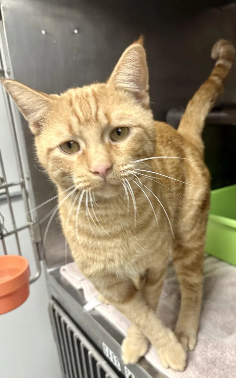 An adult medium-sized male Tabby (Orange / Red) Domestic Short Hair cat named Flint for adoption in Charles City, IA