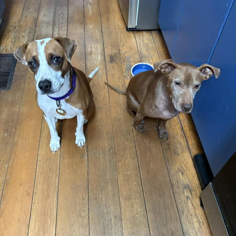 An adult medium-sized female Red / Chestnut / Orange Hound dog named Salish for adoption in Long Island City, NY