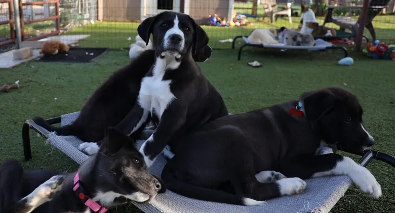 Rigatoni thumbnail 4