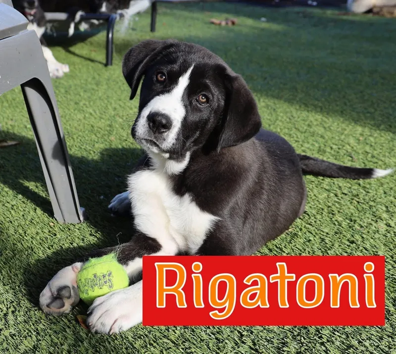 A baby large-sized male Labrador Retriever dog named Rigatoni for adoption in Southlake, TX