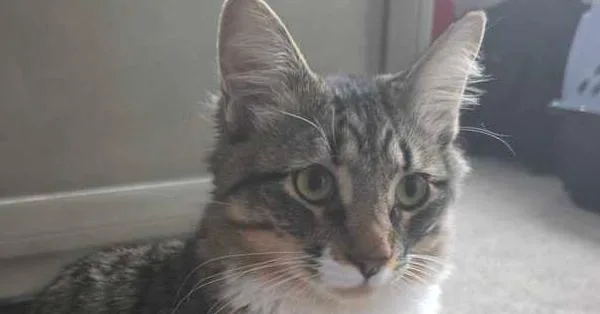 A baby medium-sized male Domestic Medium Hair cat named Shadow for adoption in Milltown, NJ