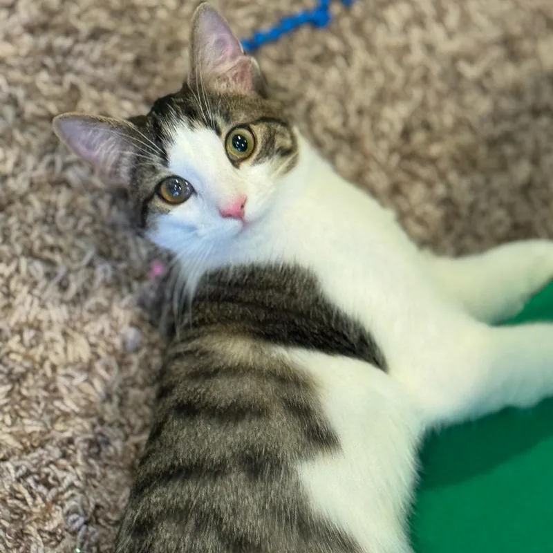 A baby medium-sized female Tabby (Buff / Tan / Fawn) Domestic Short Hair cat named Arcturus for adoption in Richmond, VA