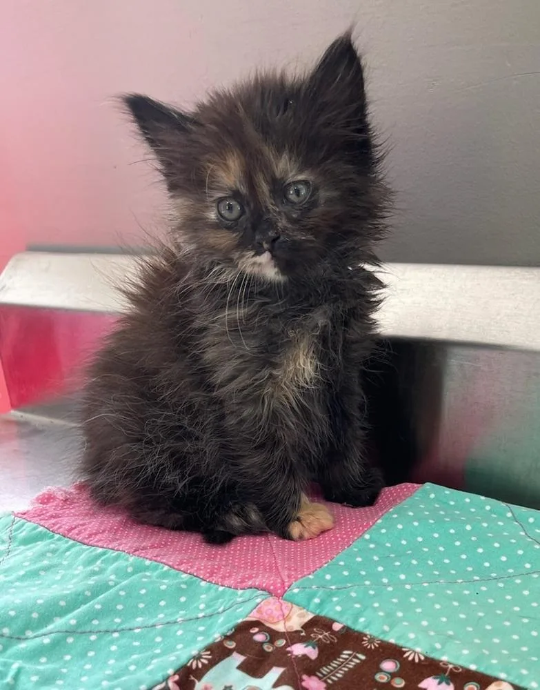 A baby small-sized female Domestic Short Hair cat named Dumpling for adoption in Dickson, TN