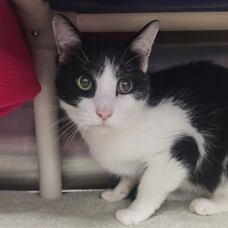 A senior medium-sized male Black Domestic Short Hair cat named Batman for adoption in Fort Wayne, IN