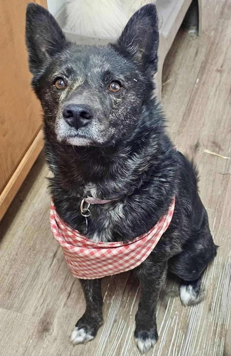 An adult medium-sized female Black Husky dog named Angel for adoption in Pocatello, ID