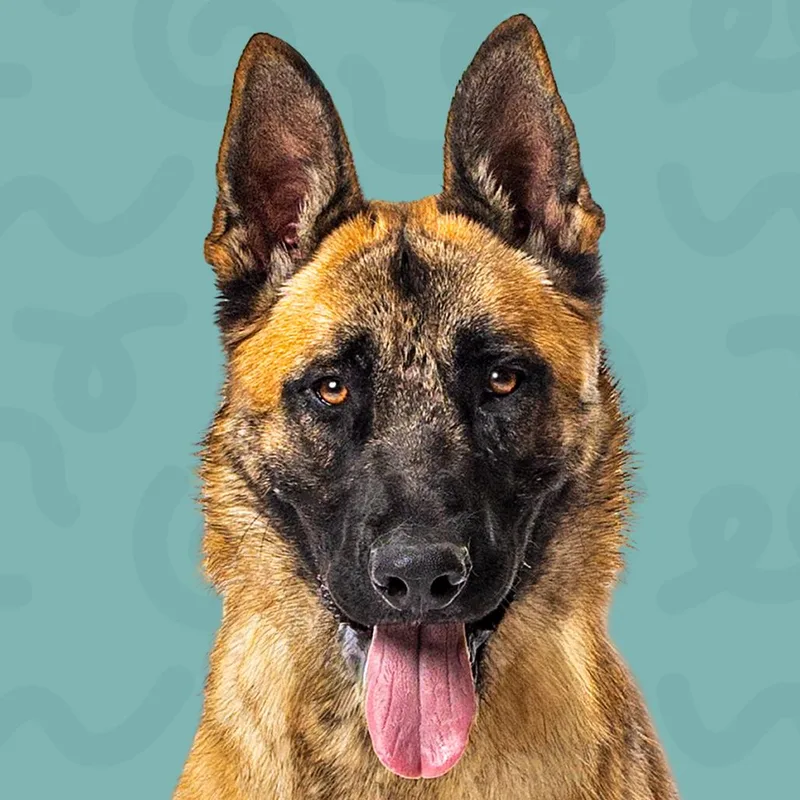 An adult large-sized male Belgian Shepherd / Malinois dog named Johnny Bravo for adoption in Reno, NV