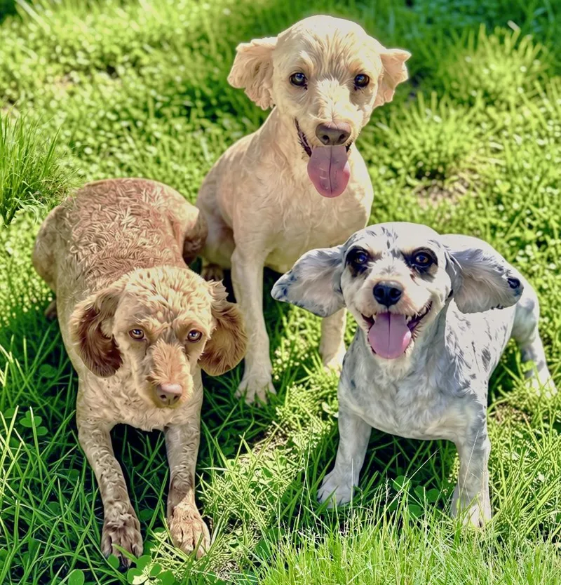 An adult small-sized female Yellow / Tan / Blond / Fawn Miniature Poodle dog named Pixie or Parker or for adoption in Westfield, NY