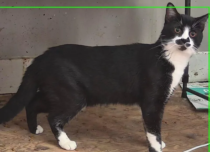 A young medium-sized male Black & White / Tuxedo Domestic Short Hair cat named Augie for adoption in Bridgeport, CT