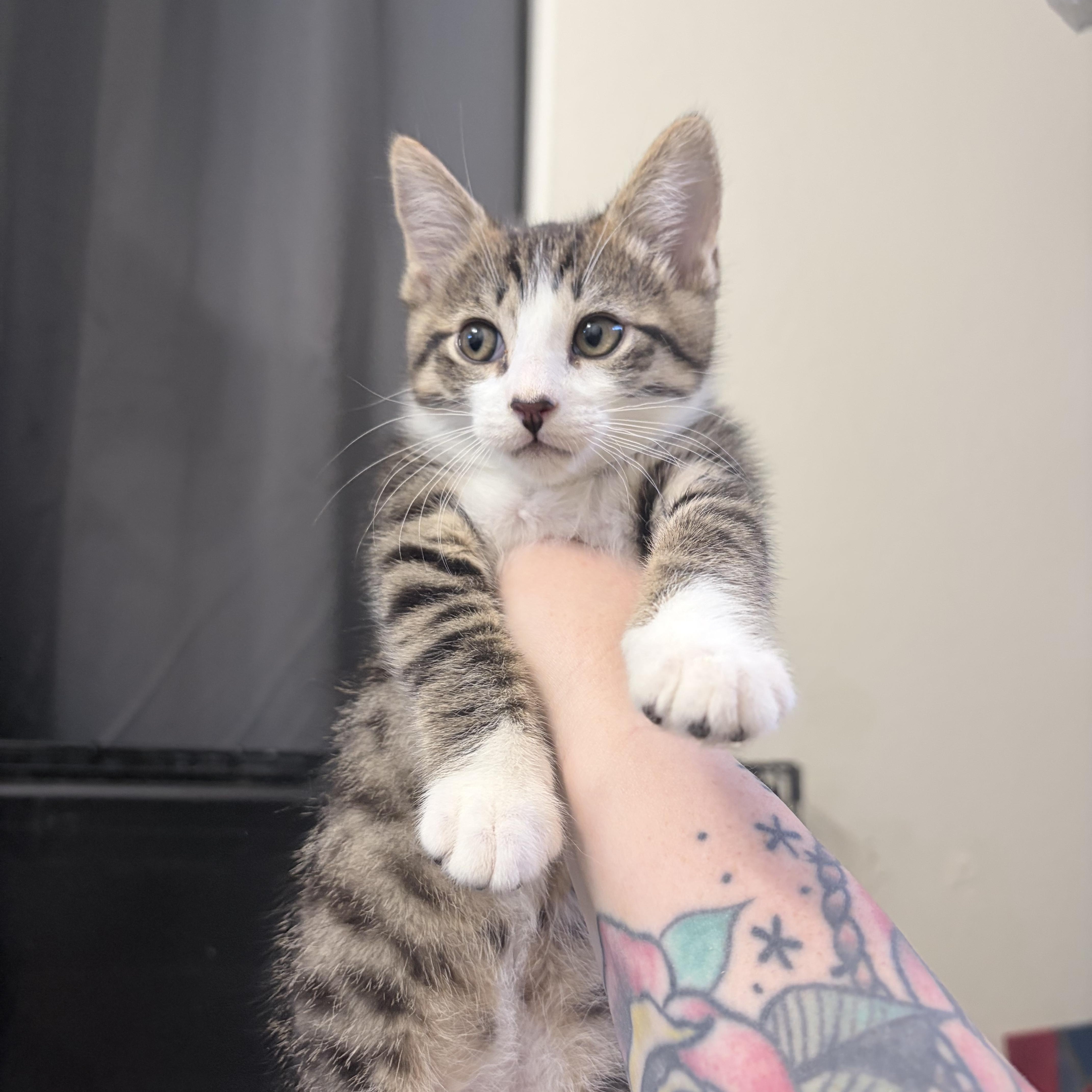 A baby medium-sized male Domestic Short Hair cat named Dill for adoption in Chandler, AZ