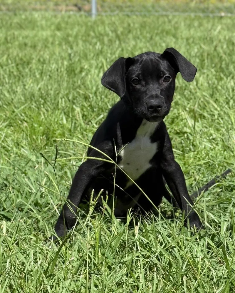 A baby medium-sized male Mixed Breed dog named Titan for adoption in Kingsland, GA