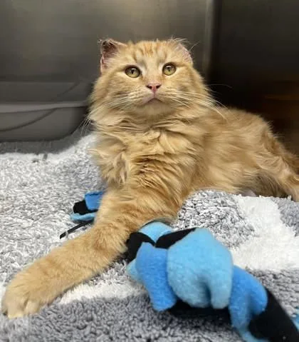 An adult small-sized male Domestic Long Hair cat named Garfield for adoption in Humboldt, IA