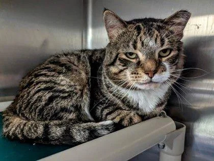 An adult medium-sized male Tabby (Brown / Chocolate) Domestic Short Hair cat named Beefsteak for adoption in Williamsport, PA