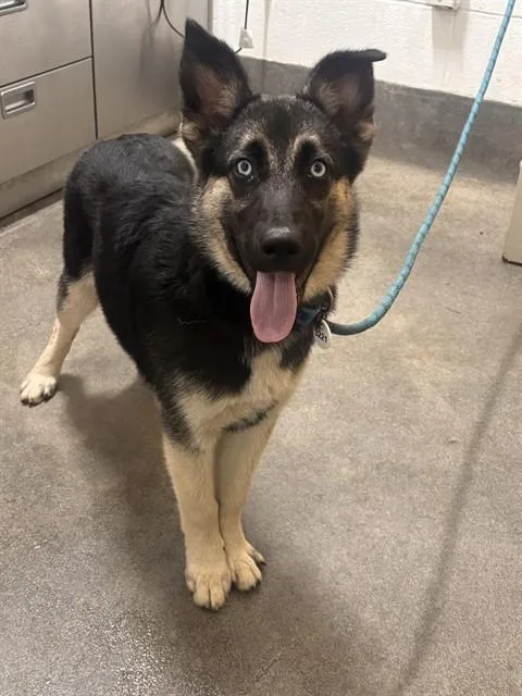 A baby large-sized female Husky dog named August for adoption in Upper Marlboro, MD