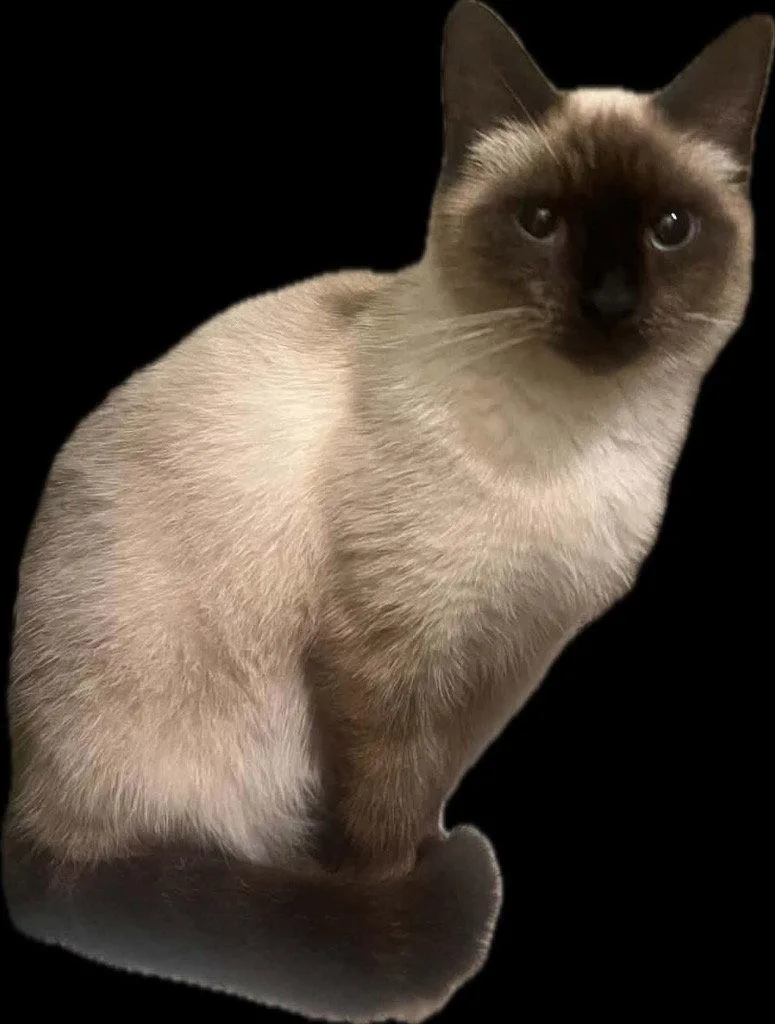 An adult medium-sized female Siamese cat named Sophie for adoption in Cromwell, KY