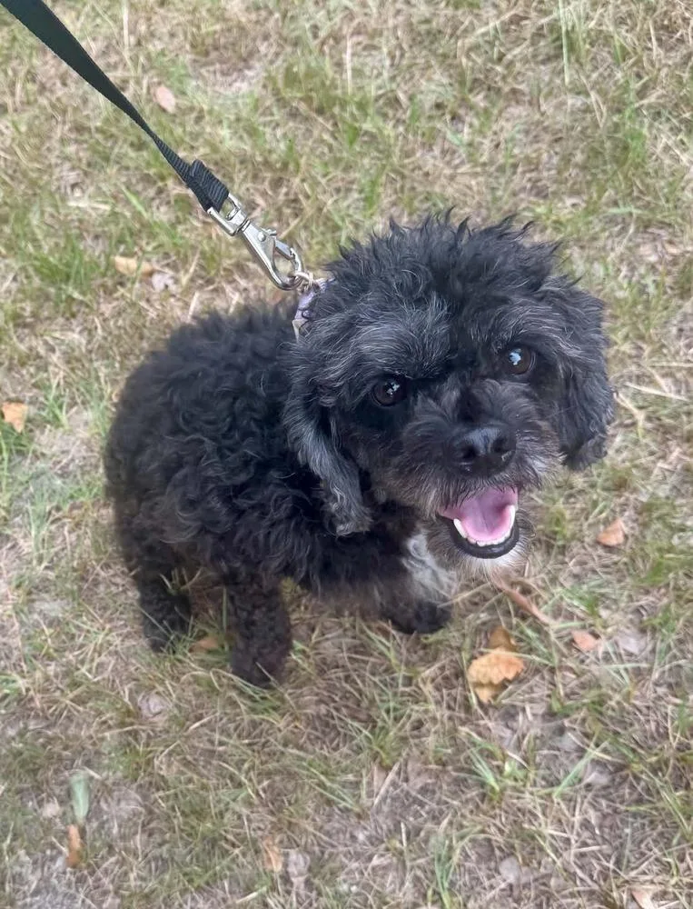 An adult small-sized female Poodle dog named Rox for adoption in Pottstown, PA