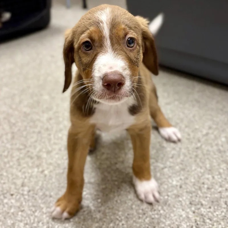 A baby medium-sized male English Springer Spaniel dog named Enzo for adoption in Whitehall, PA