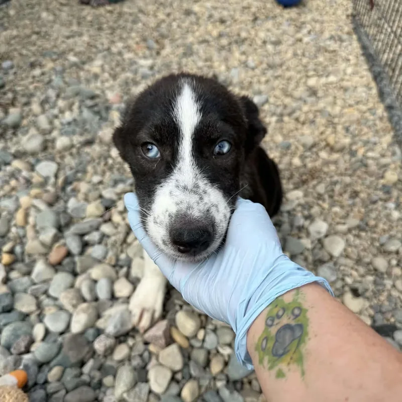 A baby medium-sized female Siberian Husky dog named Venus for adoption in Sterling Heights, MI