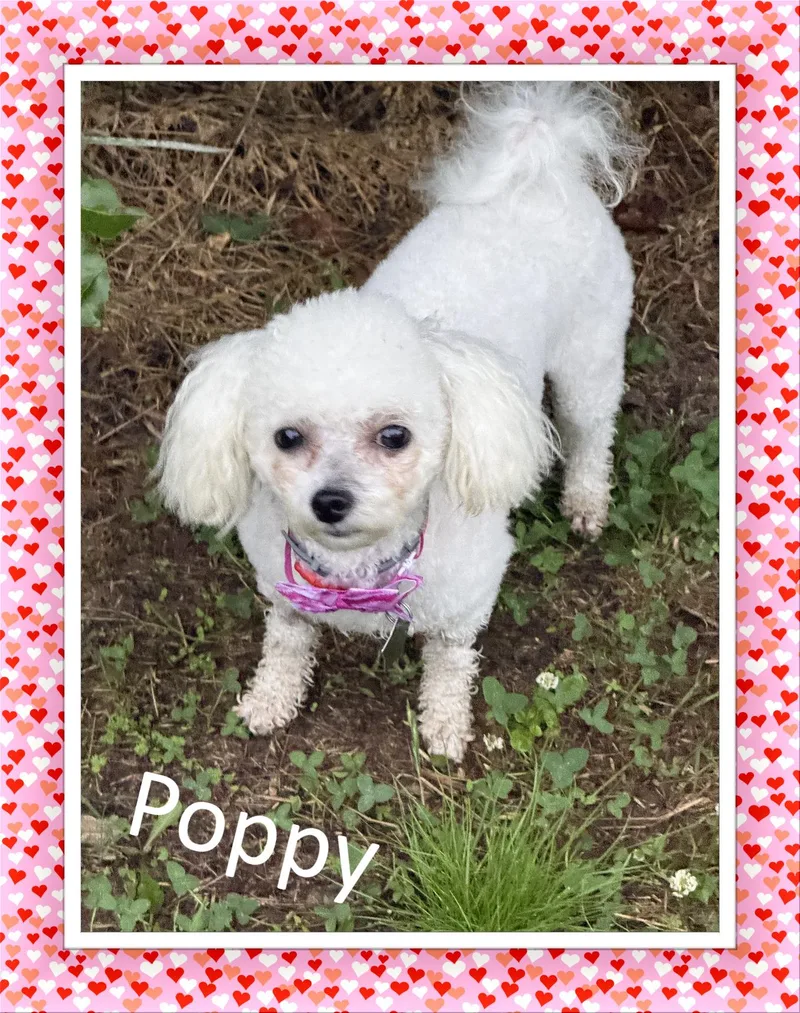 A young small-sized female Bichon Frise dog named Poppy Ok for adoption in Tulsa, OK
