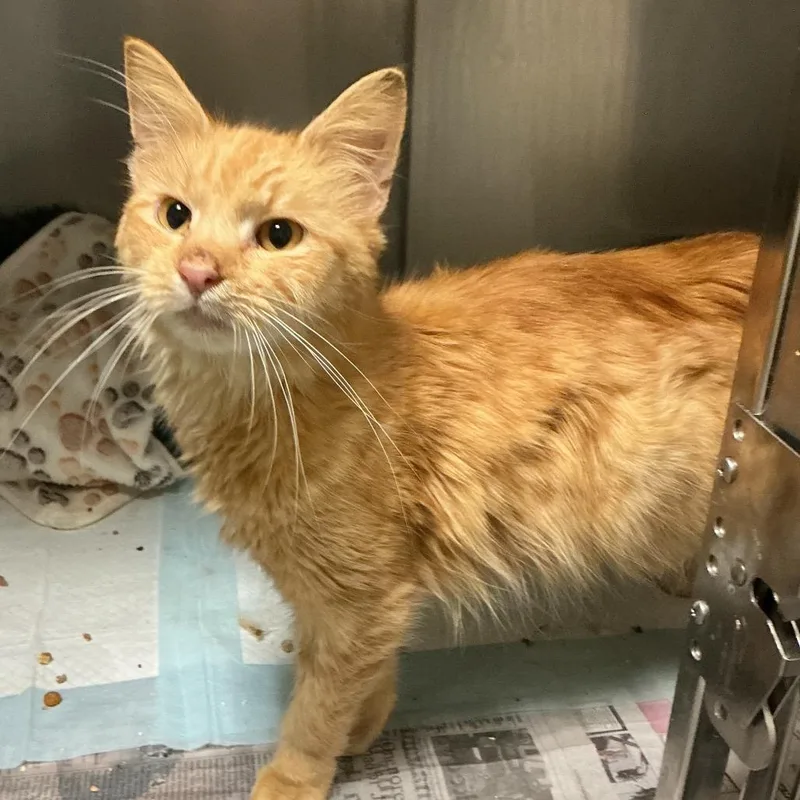 A young medium-sized male Orange / Red Domestic Long Hair cat named Timmy for adoption in Elizabeth City, NC