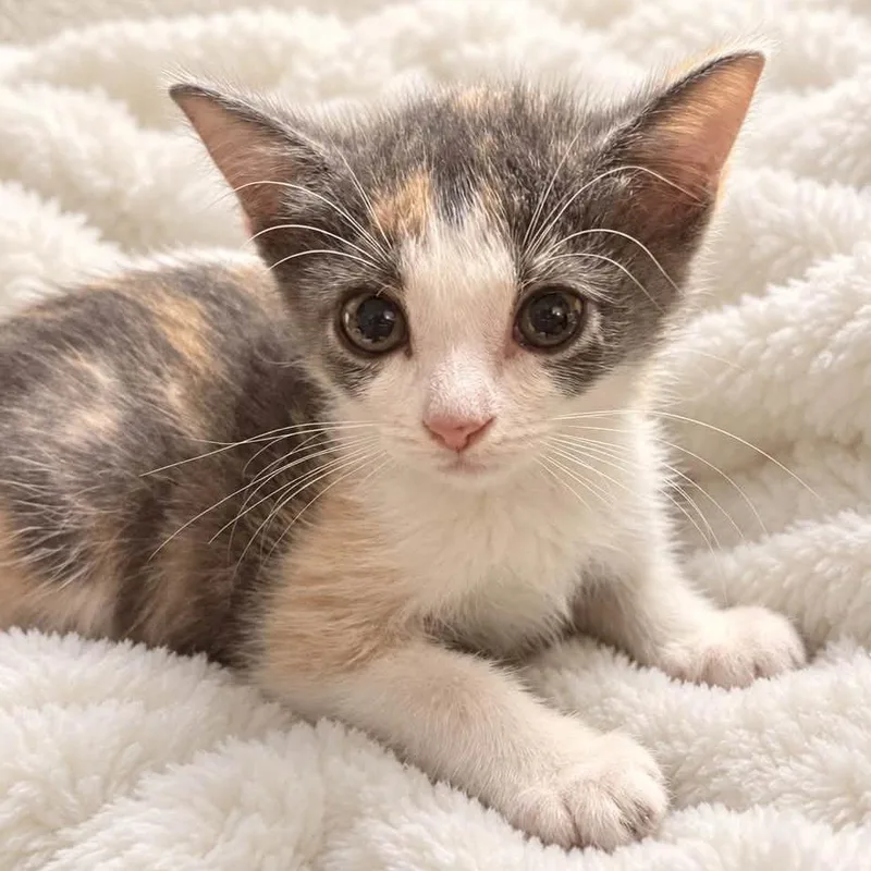 A baby small-sized female Tortoiseshell Domestic Short Hair cat named Petunia for adoption in Tampa, FL