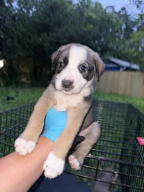 A baby small-sized female American Staffordshire Terrier dog named Carol for adoption in San Antonio, TX