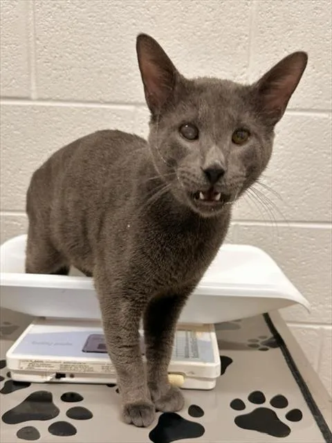 A young medium-sized male Domestic Short Hair cat named Bart for adoption in Derwood, MD