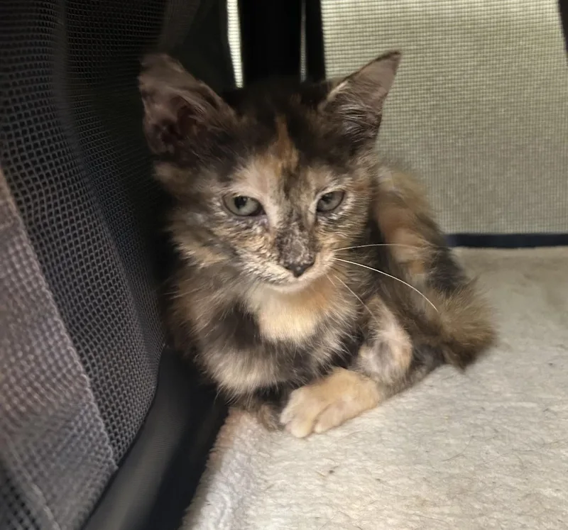A baby medium-sized female Tortoiseshell cat named Tj for adoption in Ponchatoula, LA