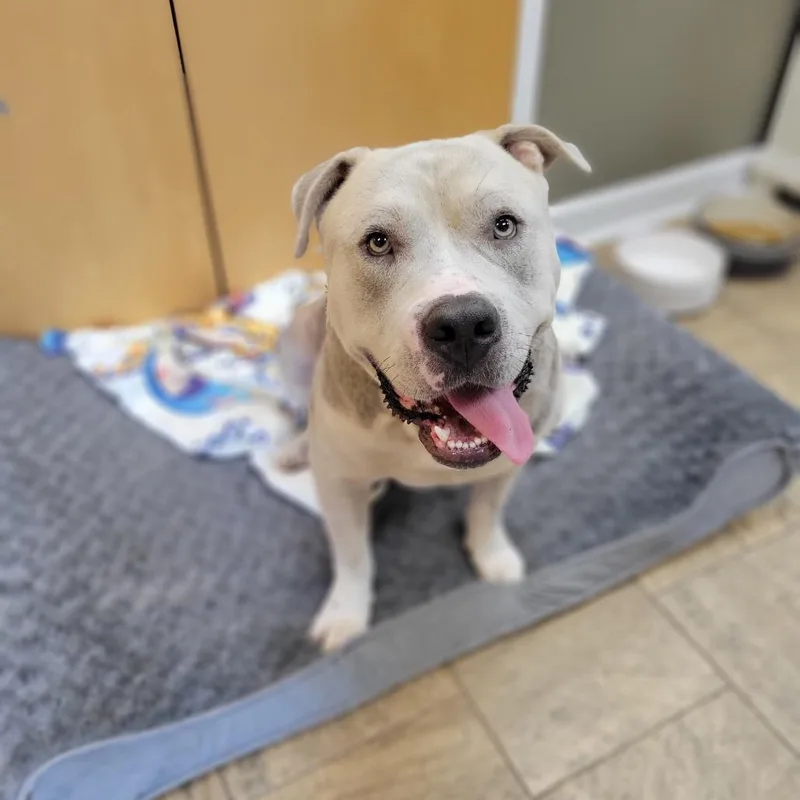 An adult extra large-sized male Gray / Blue / Silver Terrier dog named Beef Wellington for adoption in Montgomery, AL
