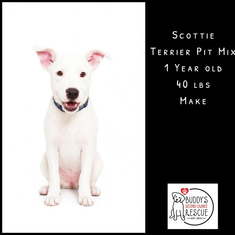 Scottie thumbnail 6