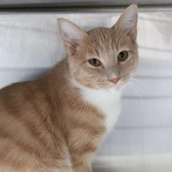 A young small-sized male Domestic Short Hair cat named Sunny for adoption in Des Moines, IA