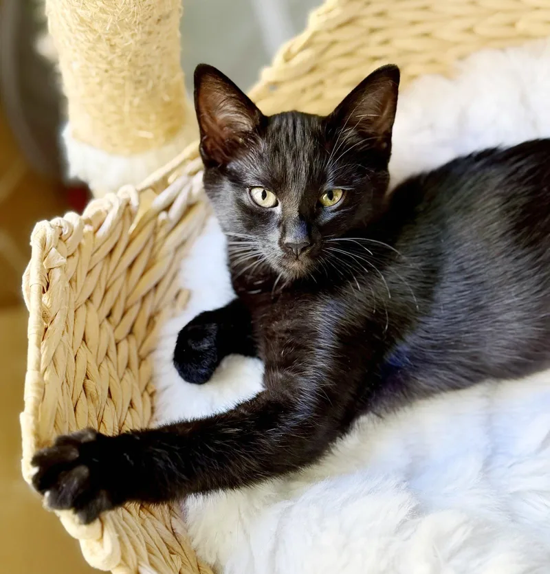 A baby medium-sized female Black Domestic Short Hair cat named Kleya for adoption in Alameda, CA