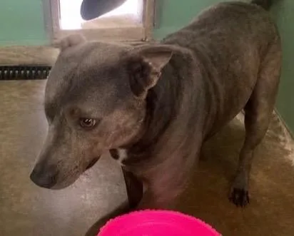 A young medium-sized female Mixed Breed dog named Eillie Mae  Bella for adoption in Beebe, AR