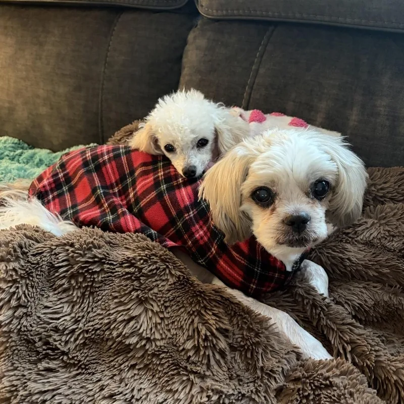 Bonded Jasper and Chloe thumbnail 2