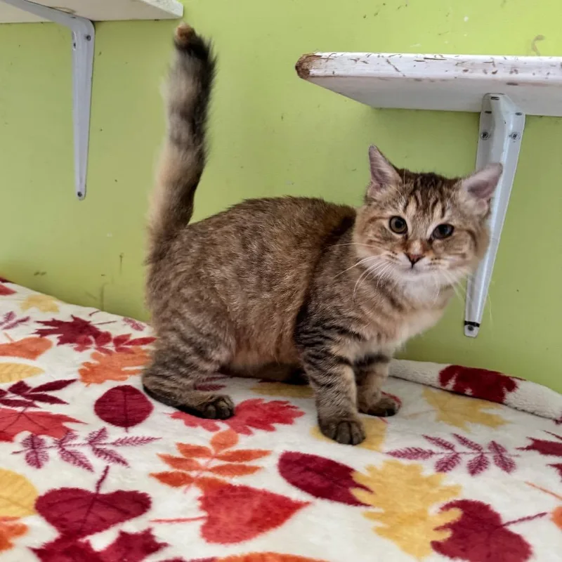 A baby small-sized female Torbie Domestic Medium Hair cat named Calypso for adoption in Brownsboro, AL